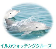 イルカウォッチングクルーズ