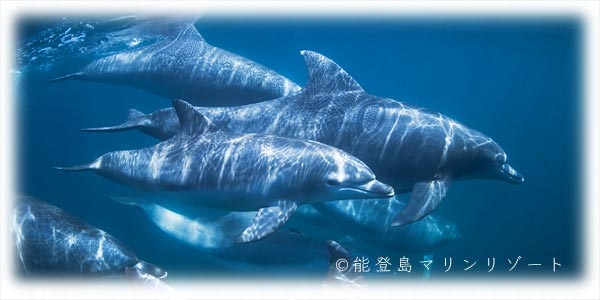 swim1